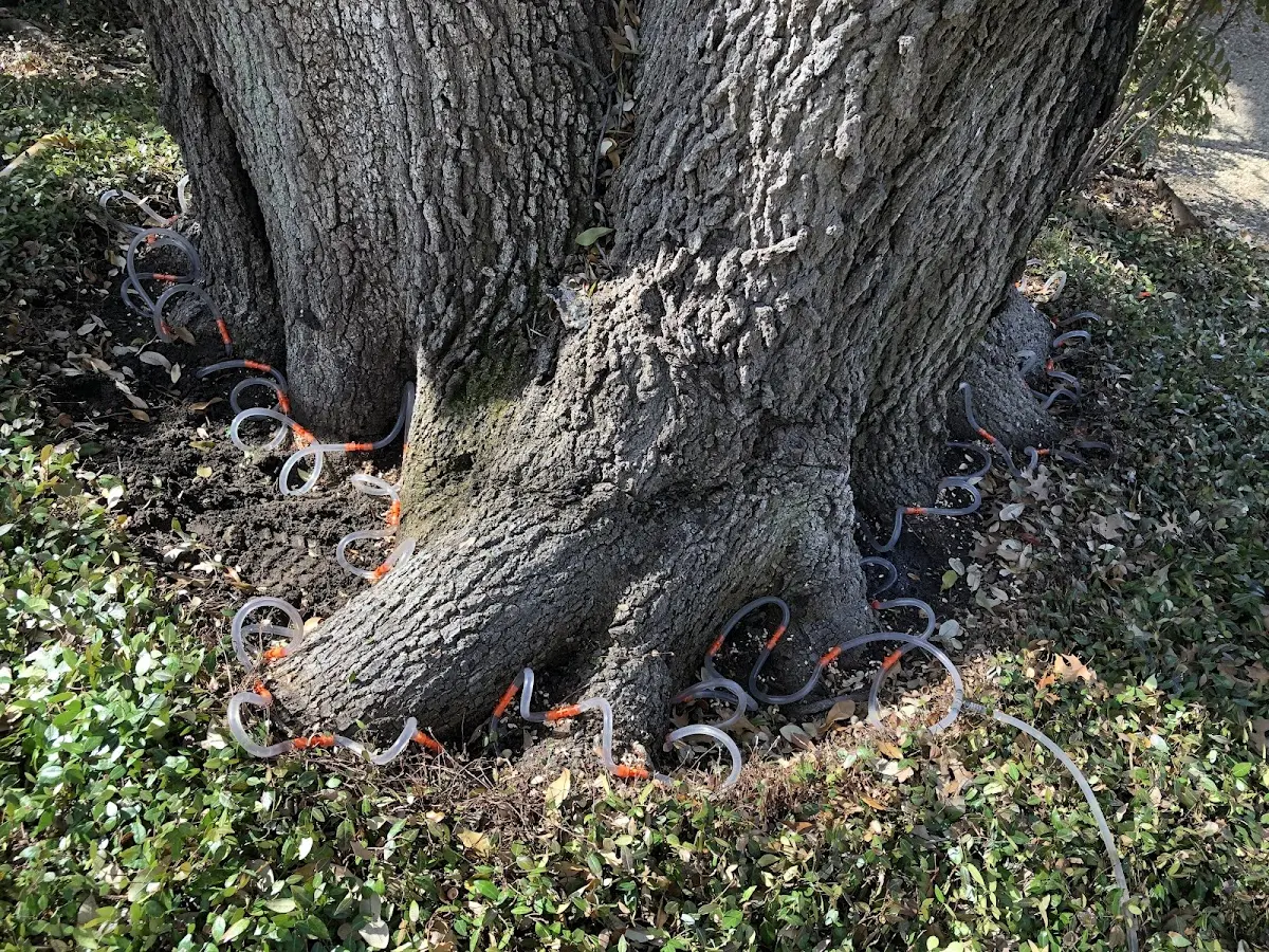 Detailed Tree Cabling and Bracing job site in West Enfield