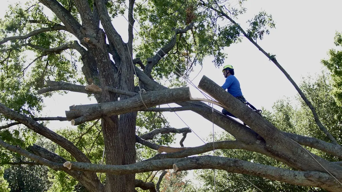 Professional Hazardous Tree Removal performed by certified arborists in West Enfield