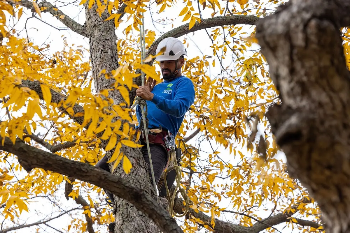 Skilled Tree Pruning crew working in West Enfield